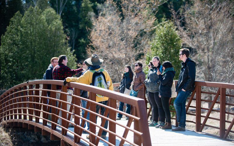 People walking on  a bridge in the middle of vegetation